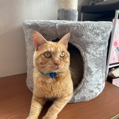 保護猫の里親募集しています。