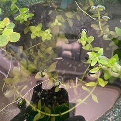 メダカ稚魚10匹