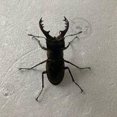 ミヤマクワガタ♂2 ＆ ノコギリクワガタ♂1