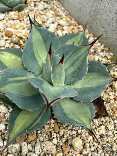 アガベ　吉祥天錦　パリー　ホーチエンシス　生活雑貨 家庭用品 ガーデニング