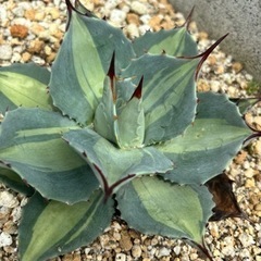 アガベ 吉祥天錦 パリー ホーチエンシス 生活雑貨 家庭用品 ガーデニング