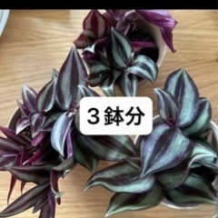 トラディスカンチア　観葉植物