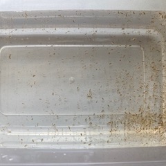 タマミジンコ【100円】生き餌の画像