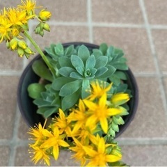薄化粧 多肉植物 抜き苗 10本 根付き