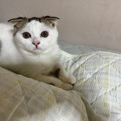至急 スコティッシュフォールド オス 3ヶ月