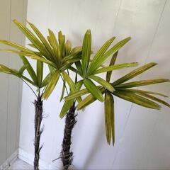 【💖Thankyou💖】130cm観音竹🌿植物