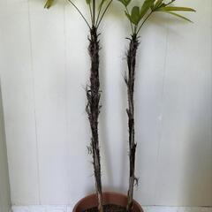 【💖Thankyou💖】130cm観音竹🌿植物の画像