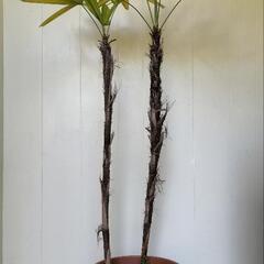 【💖Thankyou💖】130cm観音竹🌿植物の画像
