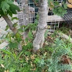 モミジの画像