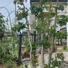 モミジの画像
