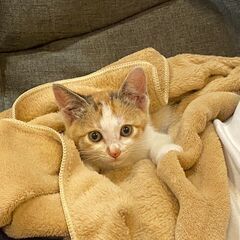ありがとうございました。三毛ちゃん里親決定