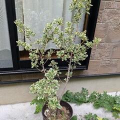 スイートハート（？）観葉植物