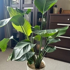 ストレリチア　オーガスタ　観葉植物