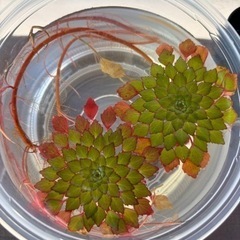 ウォーターダイヤ　水草　ビオトープ　うるま市　ゆめめだか　無人販売の画像