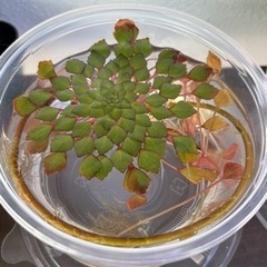 ウォーターダイヤ　水草　ビオトープ　うるま市　ゆめめだか　無人販売の画像