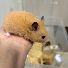 キンクマハムスター　オス1匹