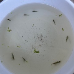 値下げ！メダカと同居！！ミナミヌマエビ、水草4種、黒容器セット！