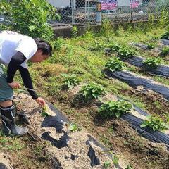 【1時間2000円】サツマイモ畑の草取りとつる返し作業の画像