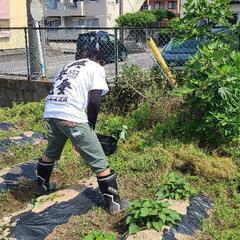 【1時間2000円】サツマイモ畑の草取りとつる返し作業の画像