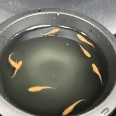 メダカ（楊貴妃、幹之、黒龍、紅ほっぺ）