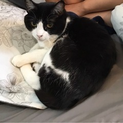 ネコを探しています！