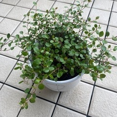 62-ワイヤープランツ　E