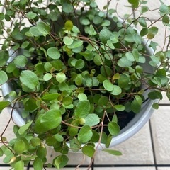 62-ワイヤープランツ　Eの画像