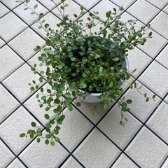 62-ワイヤープランツ　Eの画像