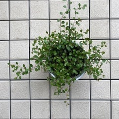 62-ワイヤープランツ　Eの画像