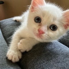 この子家族になってあげて下さい　その1