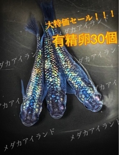 【極上】 次縹 つぎはなだ 卵 30個＋α保証分 めだか メダカ 稚魚 針子 キラキラ 最高級 ラメ ヒレ長 光 極美 レア 希少 有精卵 体外光