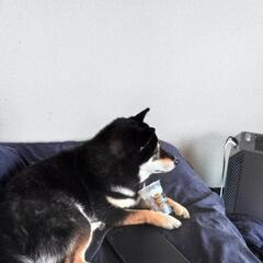 【終了】里親さん募集です - 犬