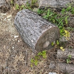 黒松　切株　丸太　ファットウッド