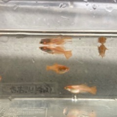 東天光メダカ　6匹　ラスト1s 値引き中の画像
