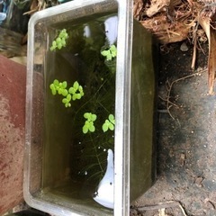 淡水微生物等