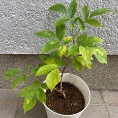 エルダーフラワー ハーブ ニワトコ