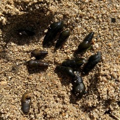 カワニナ　貝　水槽　釣り