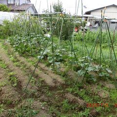 募集　きゅうりもぎ隊　おひさま農園から − 宮城県