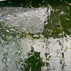 メダカ
の画像