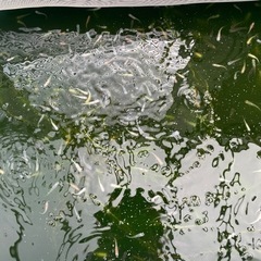 メダカ
の画像