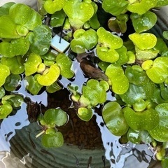 【無料】
ホテイアオイ（水草)