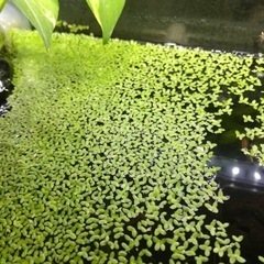 水草　浮き草　200本ほど 水槽