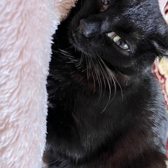 クロネコ🐈‍⬛♀