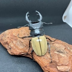 モウホツヤクワガタ　幼虫8〜12匹セットの画像