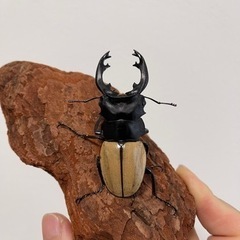 モウホツヤクワガタ　幼虫8〜12匹セットの画像