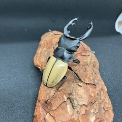 モウホツヤクワガタ　幼虫8〜12匹セット