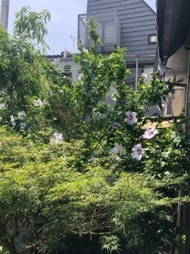 芙蓉と南天　ふよう　植木　ガーデニング 芙蓉と南天 ふよう 植木 ガーデニング 【公式通販】