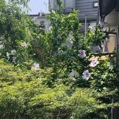 芙蓉　ふよう　植木　ガーデニングの画像