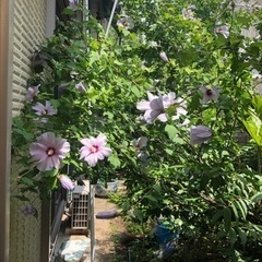 芙蓉　ふよう　植木　ガーデニングの画像