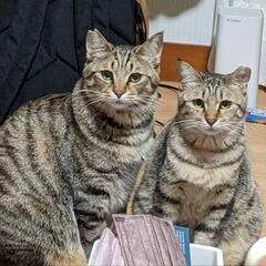 和歌山市中/迷い猫/探してます